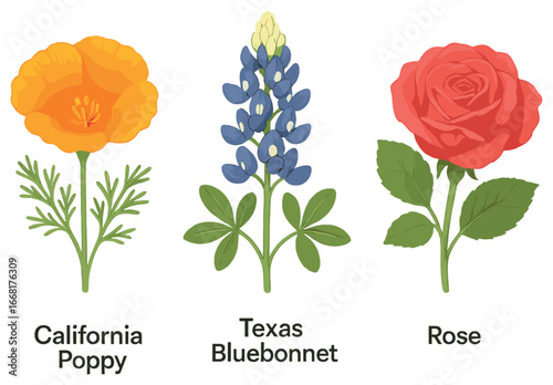 State flower vector: california poppy, texas bluebonnet, rose icons for nature and floral designs