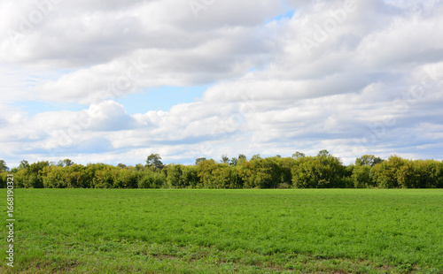 Green field under a cloudy sky with a line of trees in the distance wallpaper