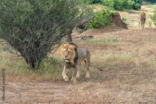 Lion (Panthera leo) male hanging around in a Game Reserve in the Tuli Block in Botswana