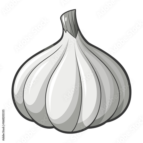 vector illustration of garlic
