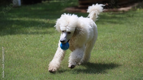 Poodles at Play: Watch These Intelligent, Fluffy Pups Chase Toys, Frolic in Yards, and Spark Joy with Their Lively Antics