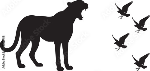 A lion following the flying birds in silhouette.