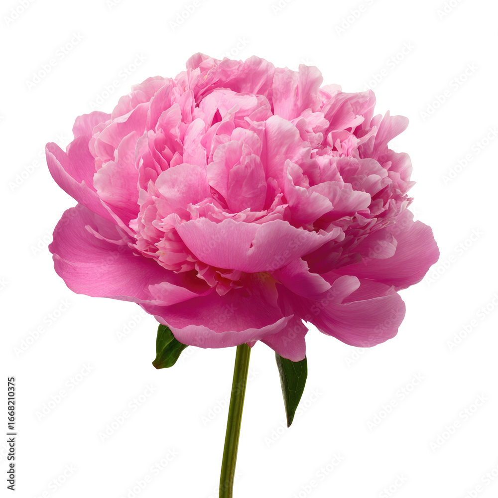 Fototapeta premium A vibrant pink peony flower, isolated on a transparent background, showcasing its delicate petals and stem. background removed