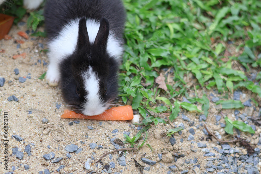 Naklejka premium One black and white rabbit are eating carrot on the grass.