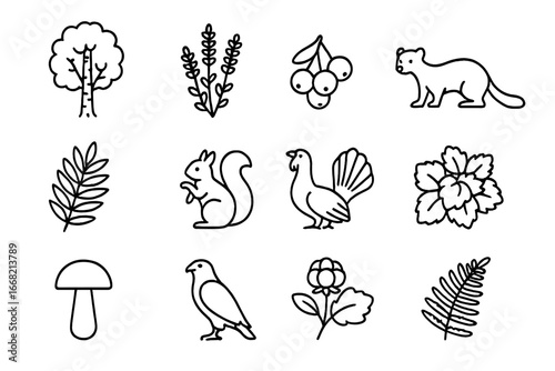 Subalpine Species Icons. Outline icon set of subalpine zone species: birch tree, heather, rowan berries, pine