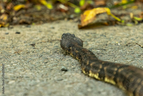 Timber Rattlesnake crosses the Old Mine Road in the Delaware Water Gap National Recreation Area