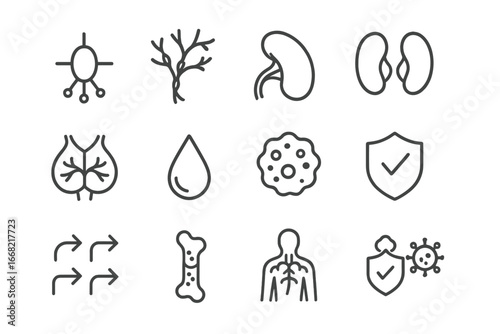 Lymphatic System Icons. Outline icon set of lymphatic system poster: lymph node, lymph vessel, spleen, tonsil,