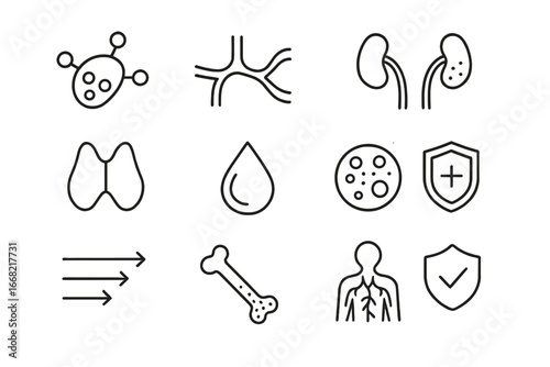 Lymphatic System Icons. Outline icon set of lymphatic system poster: lymph node, lymph vessel, spleen, tonsil,