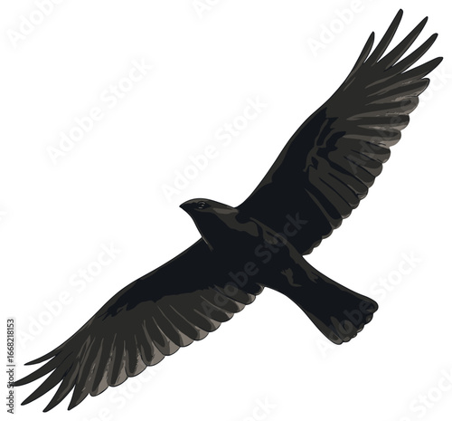 Soaring bird vector: majestic flight of a bird of prey, graceful and elegant silhouette