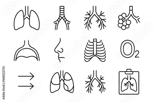 Respiratory System Icons. Outline icon set of respiratory system poster: lungs, trachea, bronchi, alveoli,