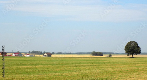Rural landscape with a lonely tree and a field of wheat.