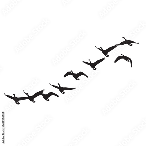Silhouette of canada geese flying in v formation across a white sky wildlife scene