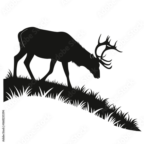Moose grazing on grassy hill silhouette