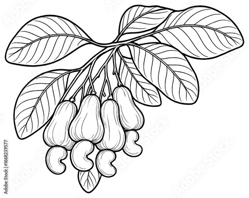 Cashew nuts vector illustration: botanical art of cashew fruit on branch with leaves