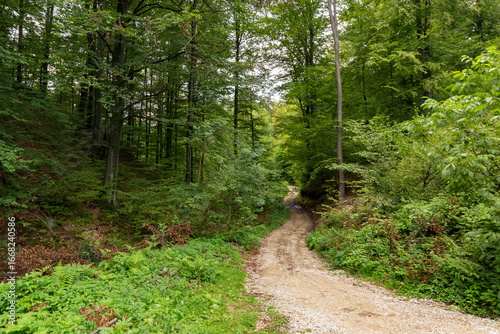 Forest road in hilly area