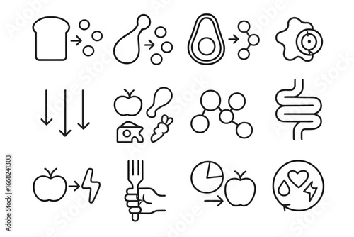 Food Breakdown Icons. Outline vector icons of food breakdown by type: carbs to sugar, protein to amino acids,