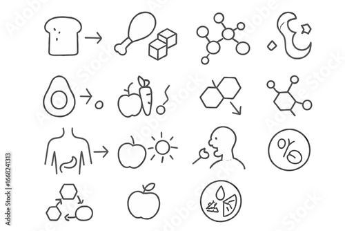 Food Breakdown Icons. Outline vector icons of food breakdown by type: carbs to sugar, protein to amino acids,