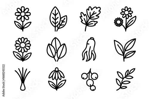 Herbal Wellness Icons. Outline icon set of herbal wellness packaging: chamomile flower, sage leaf, peppermint,