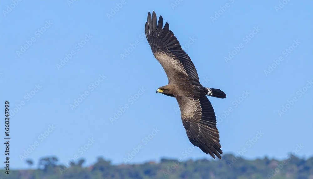 Obraz premium A brown bird of prey soars through a vibrant blue sky.