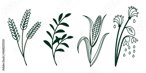 Dark green outline illustrations of wheat corn leafy branch and seed pods with drops vector