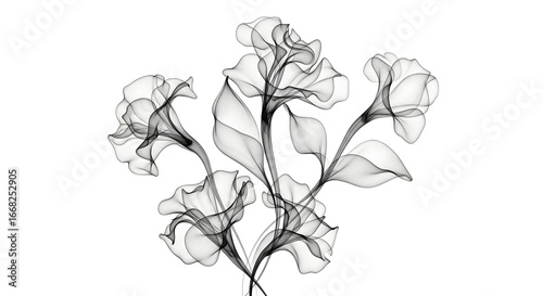 Ethereal Abstract Flowers: Delicate Translucent Black & White Digital Art with Flowing Lines