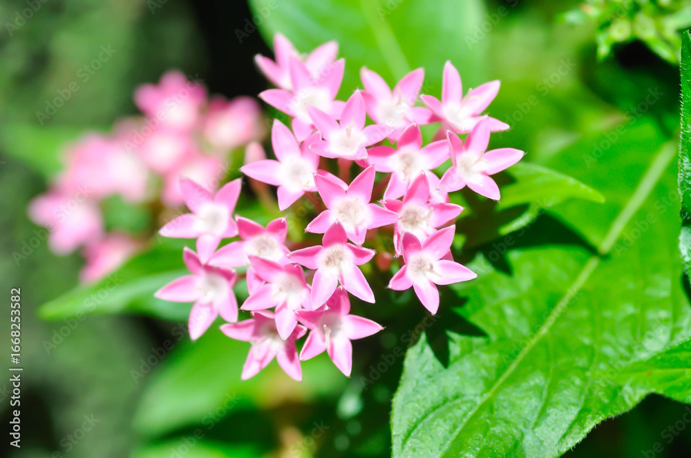 Fototapeta premium Pentas lanceolata , Egyptian star cluster or RUBIACEAE or Egyptian starcluster or Starflower or pink flower