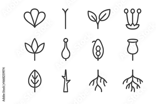 Wildflower Anatomy Icons. Outline icon set of wildflower anatomy: petals, stem, leaves, sepals, pistil, stamen
