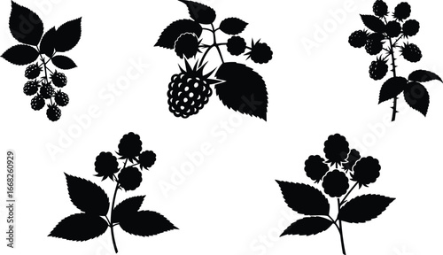 Blackberry and Raspberry Plant Silhouettes