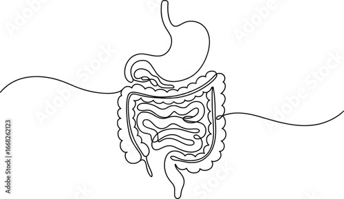 Human Digestive System Line Art Clipart, Stomach and Intestines Medical Vector.
