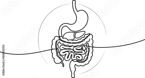 Human Digestive System Line Art Clipart, Stomach and Intestines Medical Vector.