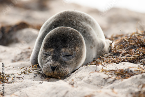 Fototapeta Naklejka Na Ścianę i Meble -  Seal on the beach on the Baltic Sea