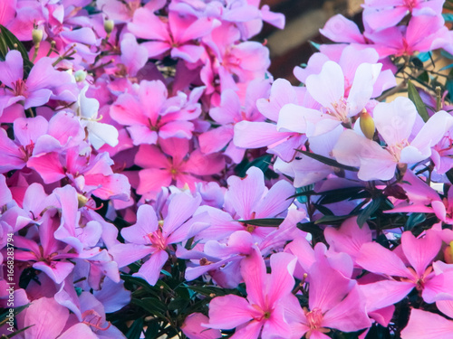 background of flowers of Manacá- da -serra tree with pink and purple and white colors and blurred background