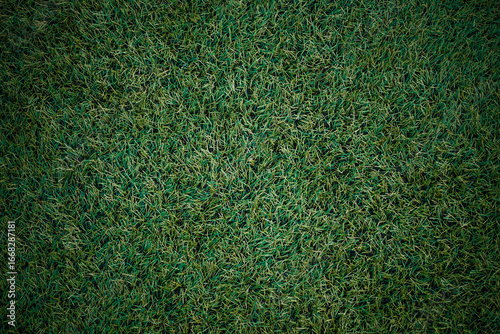 green grass texture