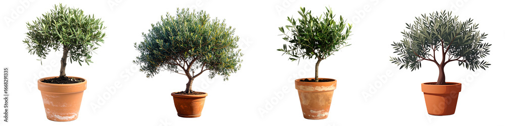 Obraz premium Four Potted Olive Topiary Trees on Black Background