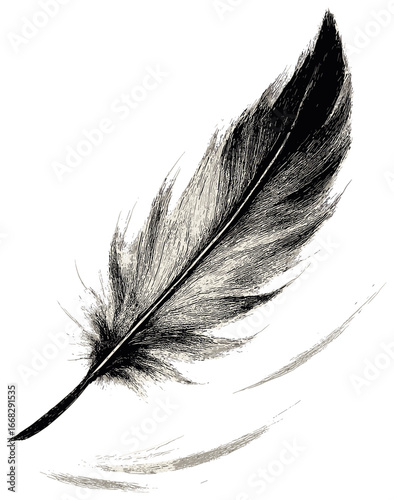 Elegant feather vector art - graceful floating design for creative projects and decor