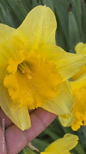 yellow daffodil flower