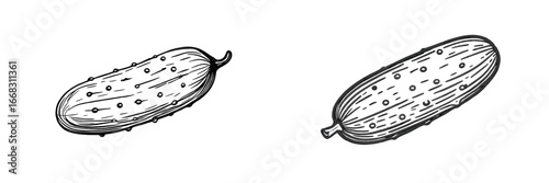 Vector illustration of fresh cucumbers on a white background
