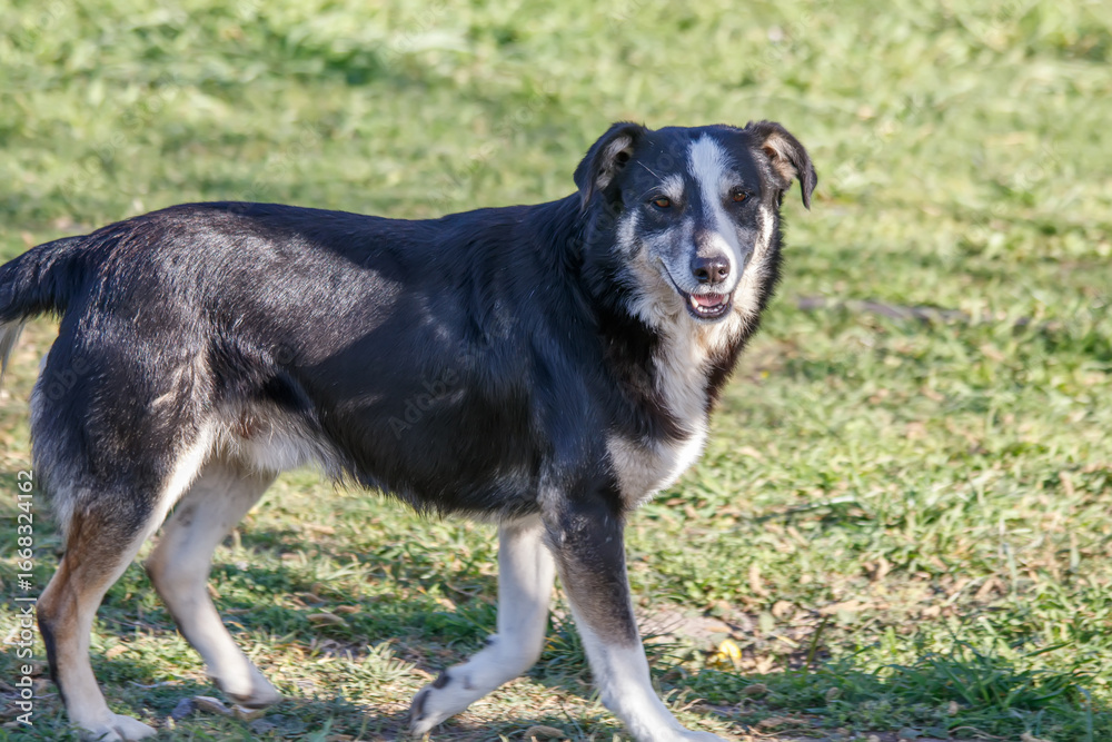 Fototapeta premium black and white dog