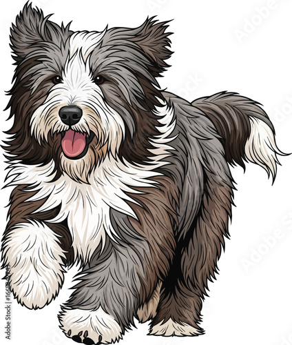 Playful Bearded Collie dog running joyful vector illustration