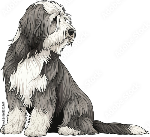 Bearded Collie dog sitting looking away sideways vector illustration