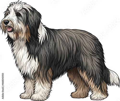 Bearded Collie dog standing side profile view vector illustration