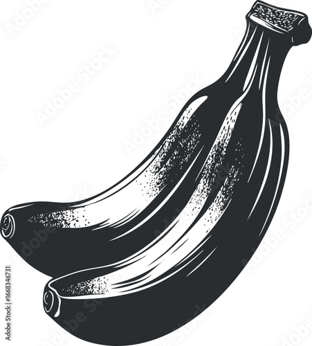 Black and white vector illustration of two ripe bananas on white background