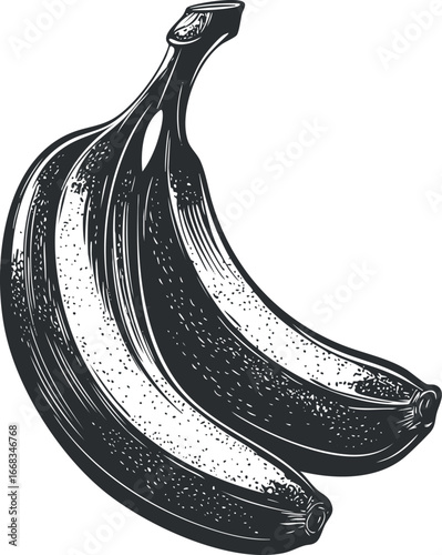 Black and white vintage style illustration of a bunch of ripe bananas with detailed shading and texture.