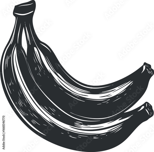 Black and white sketch illustration of a bunch of ripe bananas commonly used as tropical fruit or healthy snack.