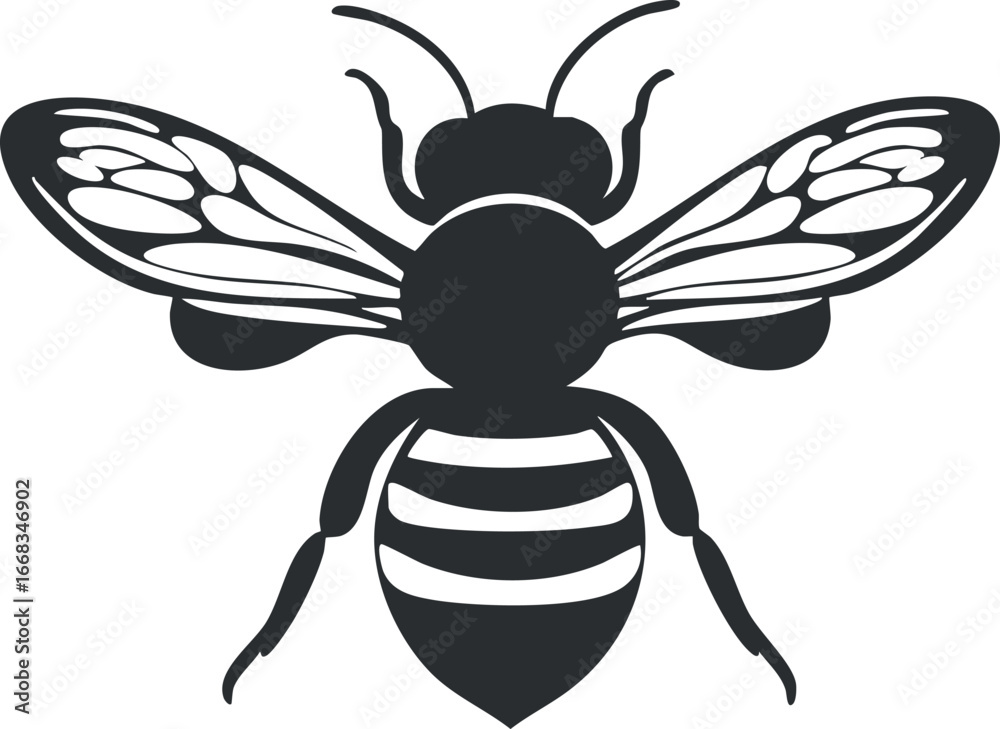 Fototapeta premium Black and white vector illustration of a bee with detailed wings and striped body facing forward