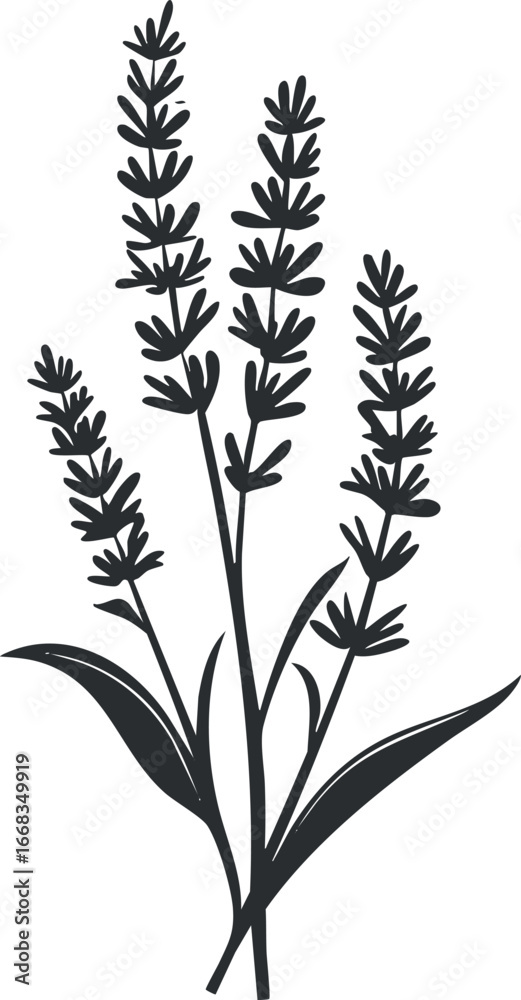 Naklejka premium Black and white illustration of lavender plant with stems, leaves, and flowers isolated on white background
