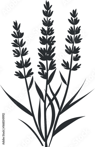 Silhouette of three tall grass plants with leaves and stems isolated on white background