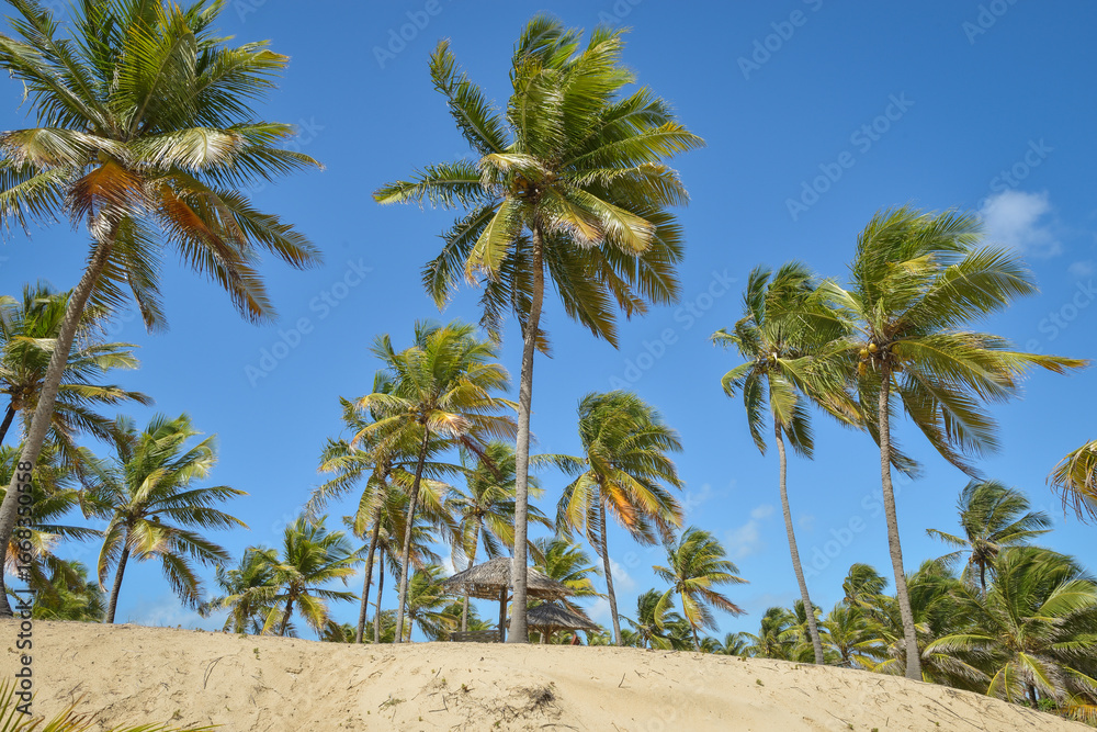 Fototapeta premium Coqueiral na praia