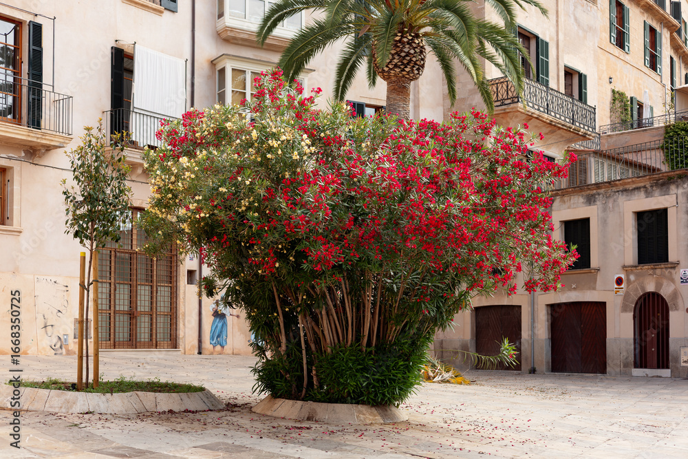 Fototapeta premium Mediterranean Oleander (Nerium oleander) in full bloom. Beautiful ornamental plant, shrub