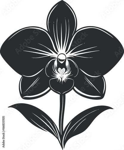 Black and white illustration of a single orchid flower with two leaves on a white background